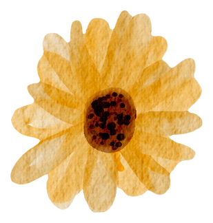 Watercolor Sunflower Rose with Stroke