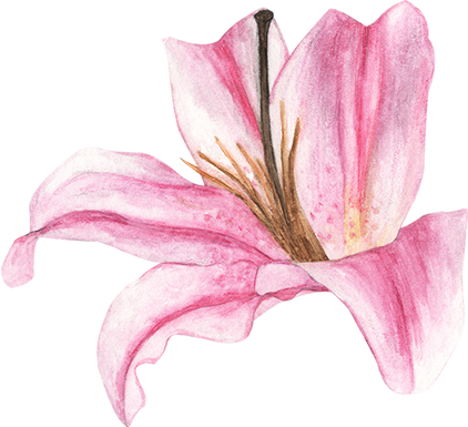 Watercolor of Pink Lily